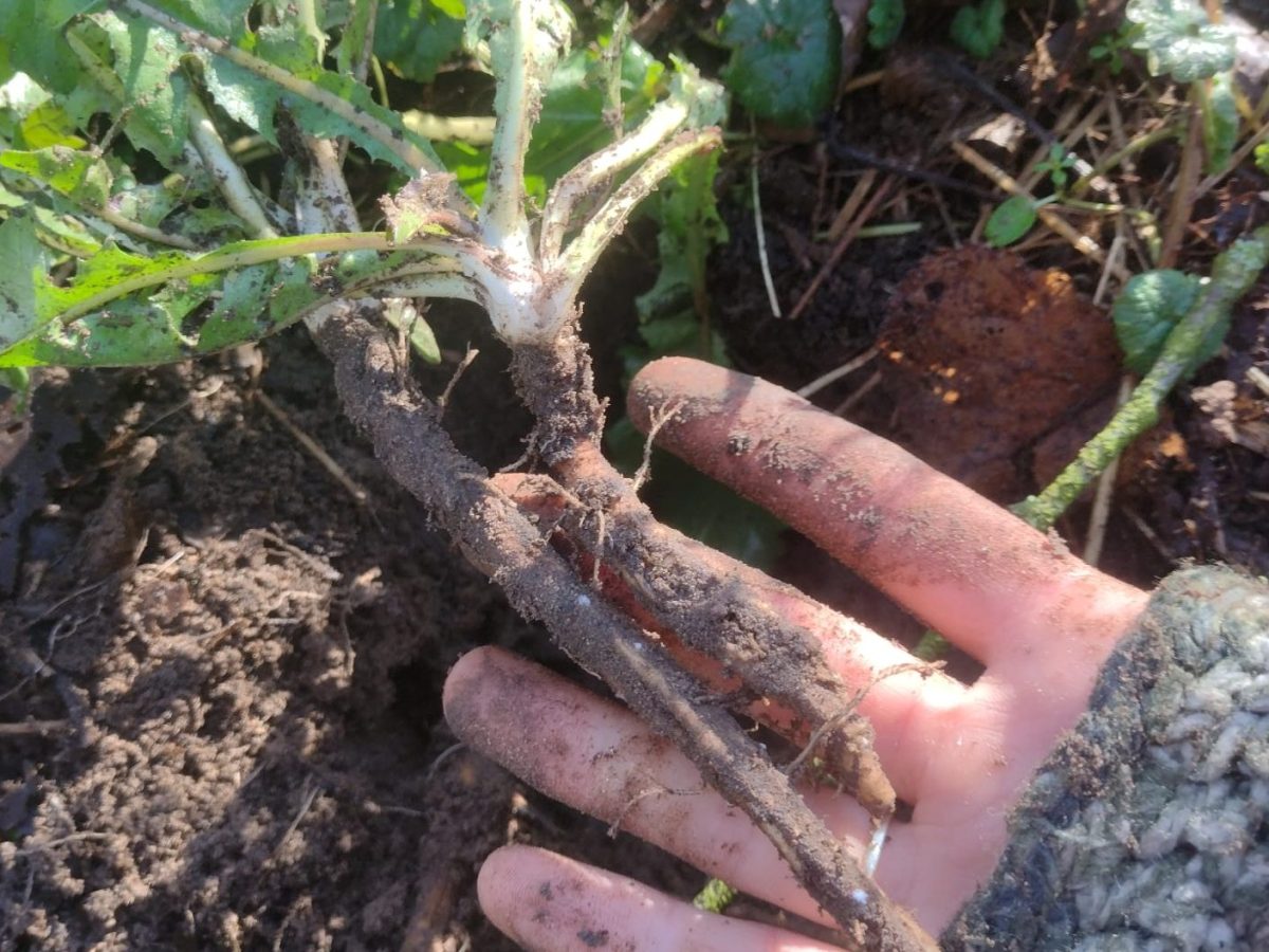 Wildplukexperimenten in januari