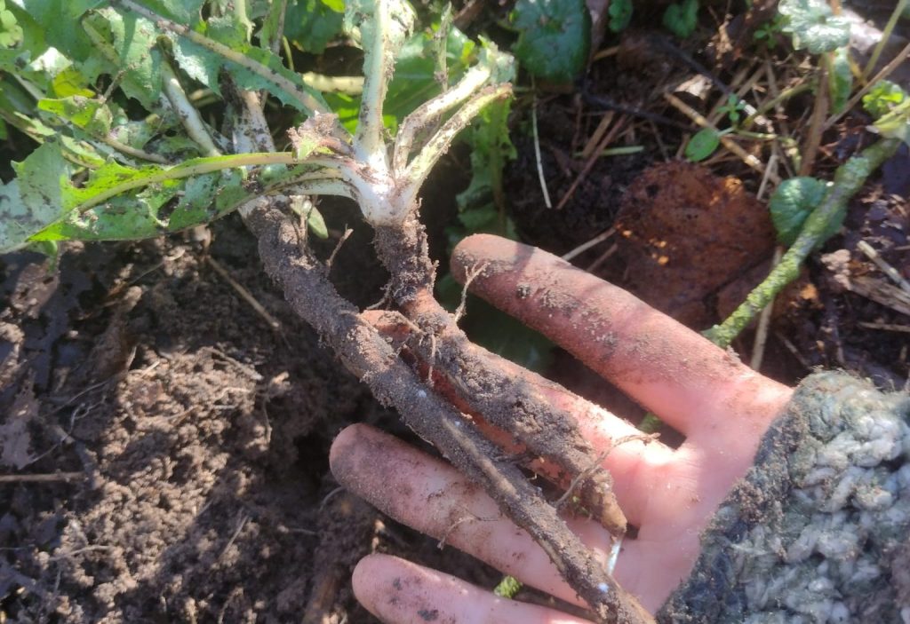 Wildplukexperimenten in januari