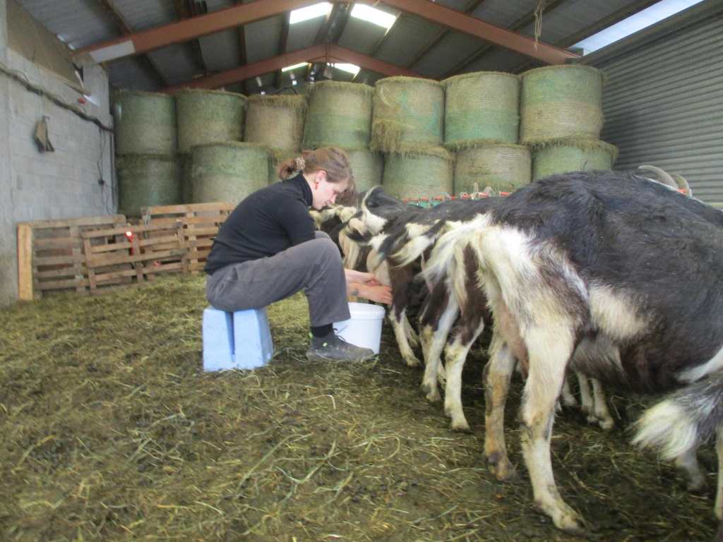 Tien dagen geiten melken