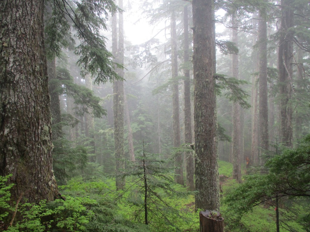 Alleen tussen de beren